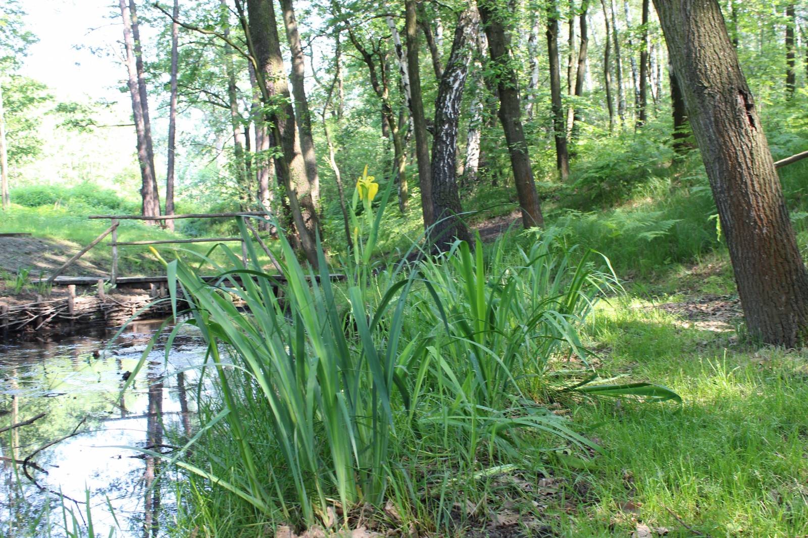 Zdjęcie kompleksu sportowo-rekreacyjnego w Skrbeńsku natura